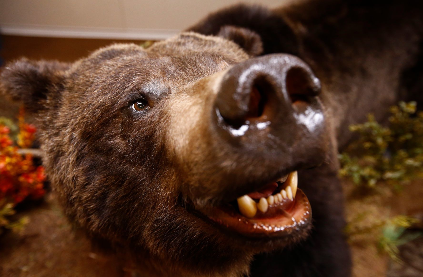 Montana Taxidermists Association Convention and competition